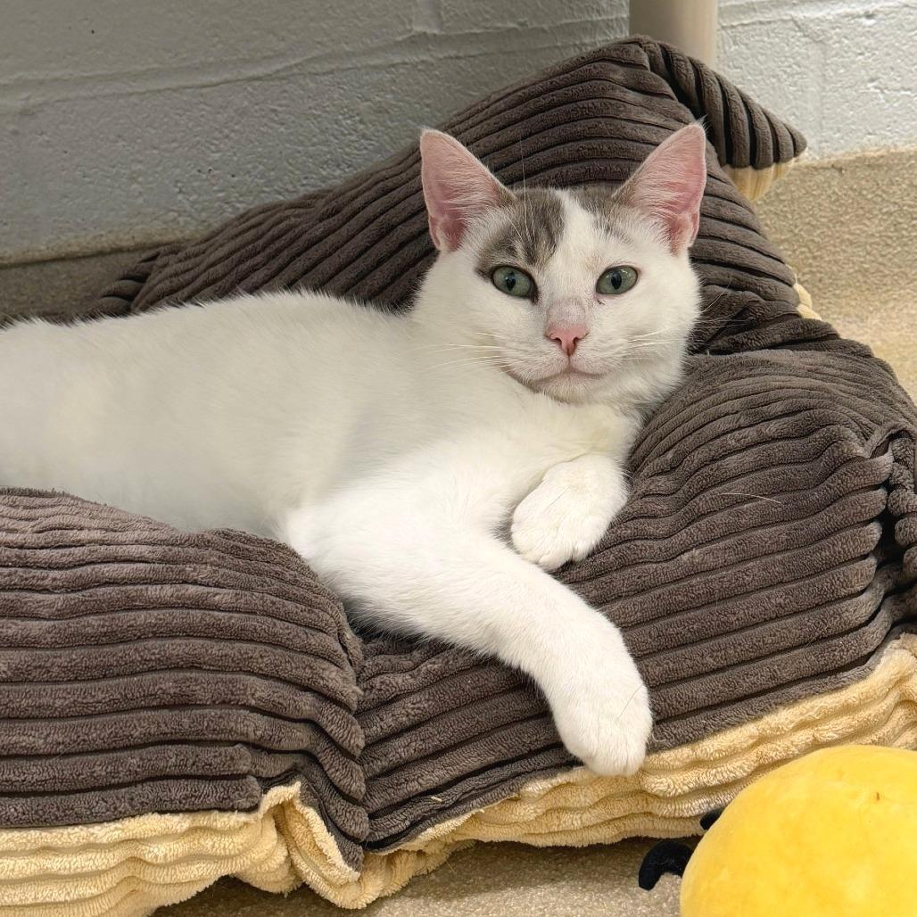 Opie, Adoptable, Young Male Domestic Short Hair.