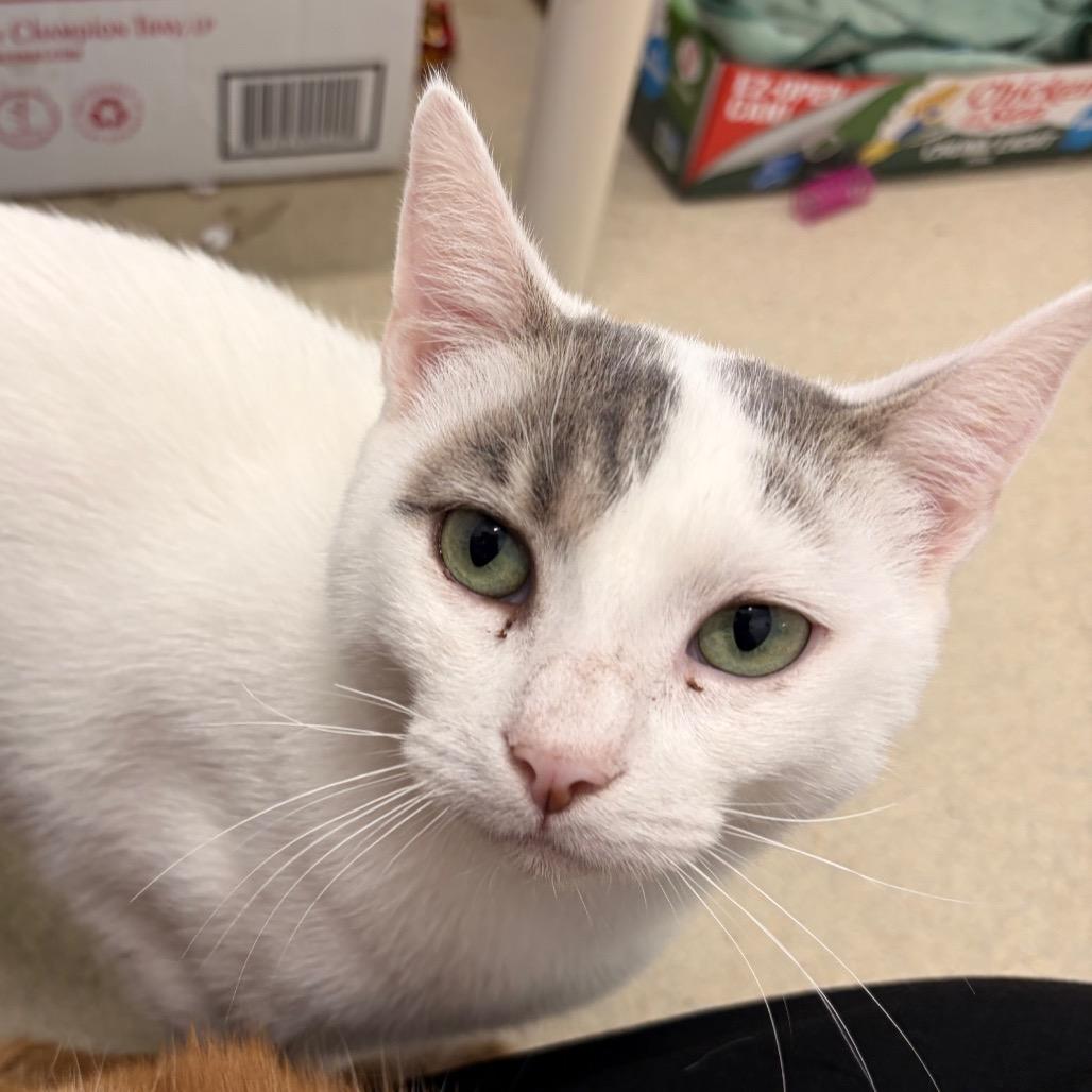 Opie, a Adoptable Domestic Short Hair in Marshall, VA image 2/6