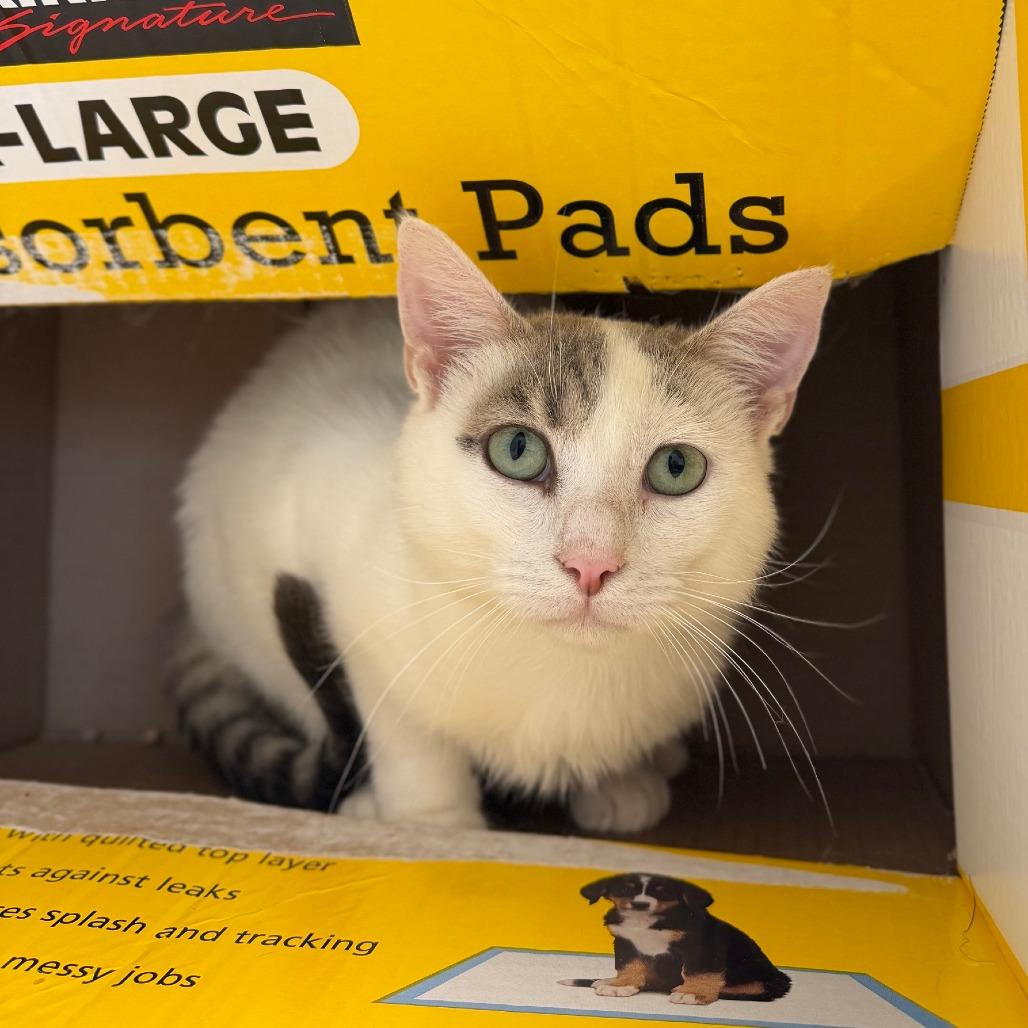 Opie, a Adoptable Domestic Short Hair in Marshall, VA image 3/6