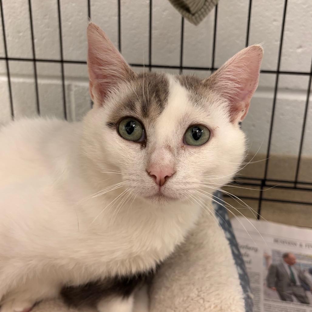Opie, a Adoptable Domestic Short Hair in Marshall, VA image 4/6