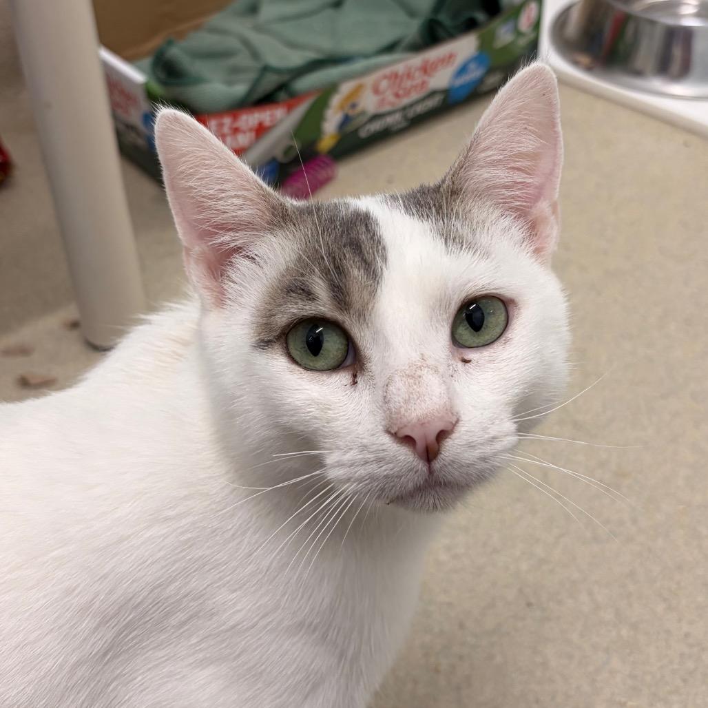 Opie, a Adoptable Domestic Short Hair in Marshall, VA image 5/6