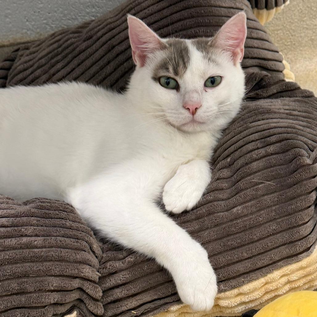 Opie, a Adoptable Domestic Short Hair in Marshall, VA image 6/6
