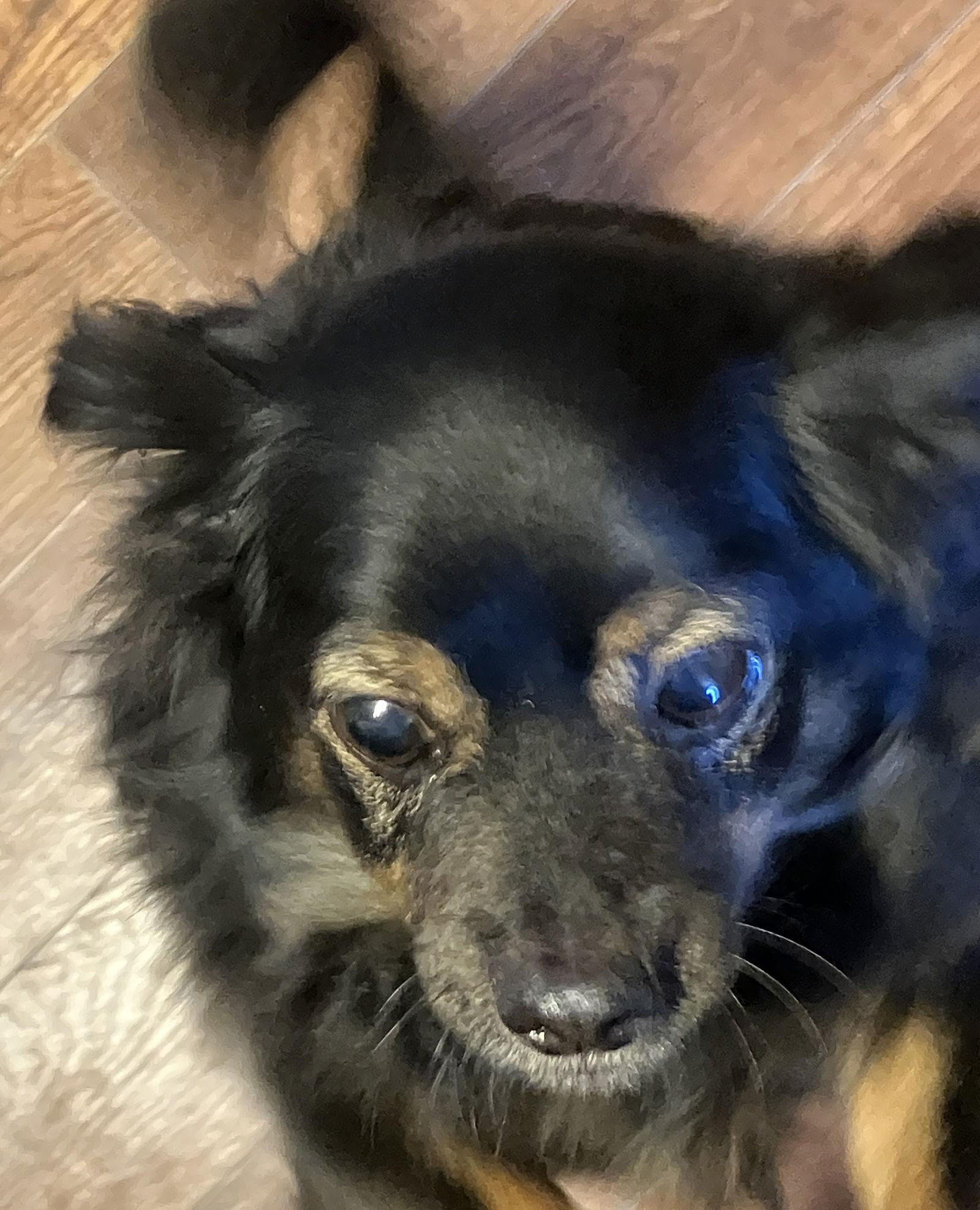 Enlarge Shane, a Adoptable mixed breed in San Diego, CA image 1/3