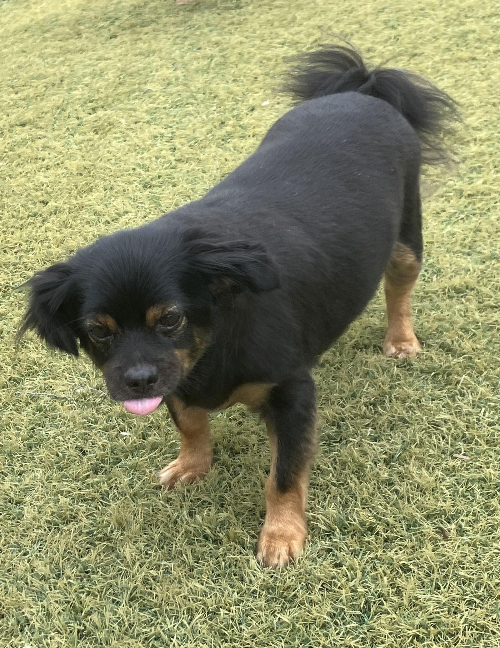 Enlarge Shane, a Adoptable mixed breed in San Diego, CA image 2/3