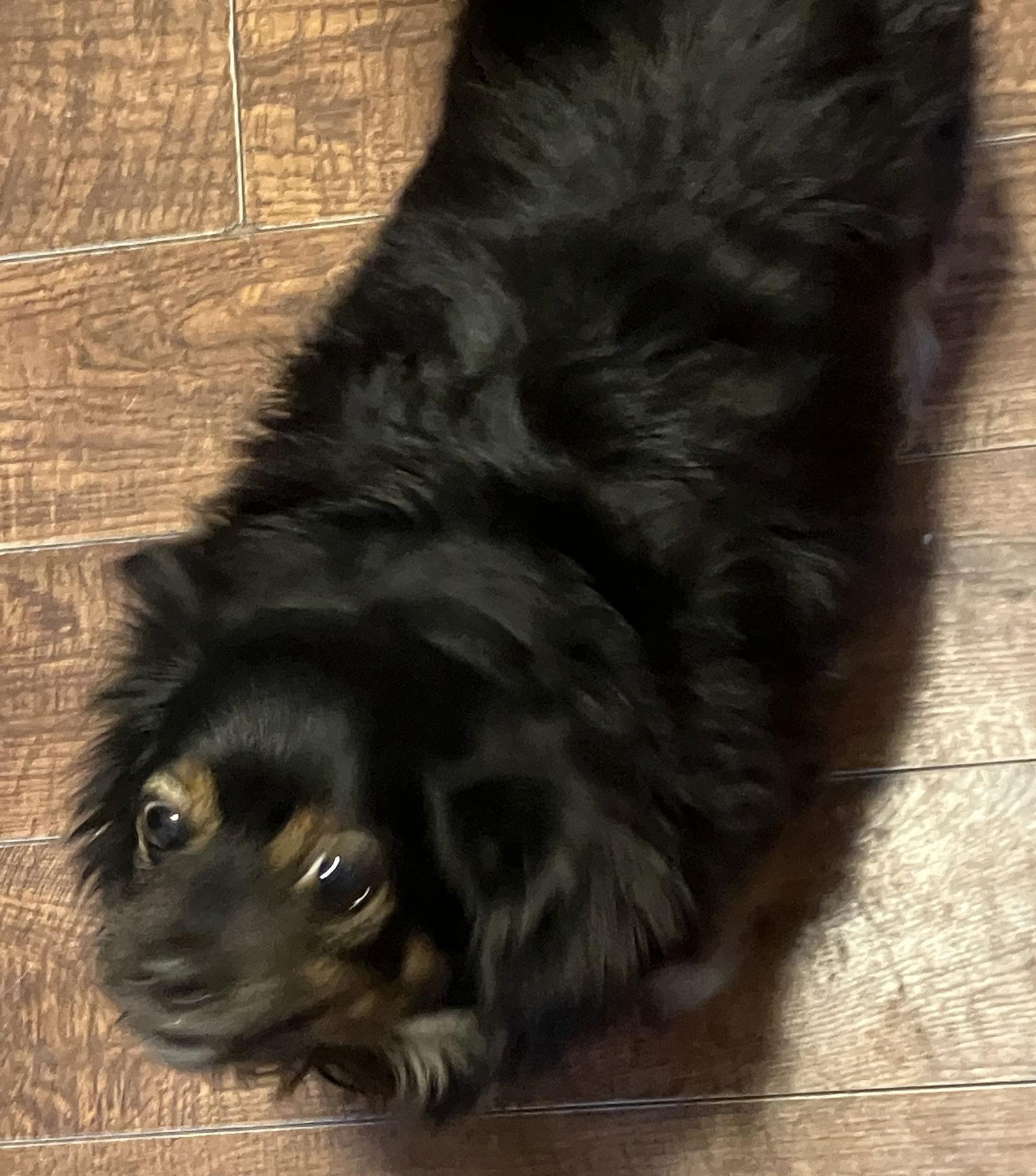 Enlarge Shane, a Adoptable mixed breed in San Diego, CA image 3/3