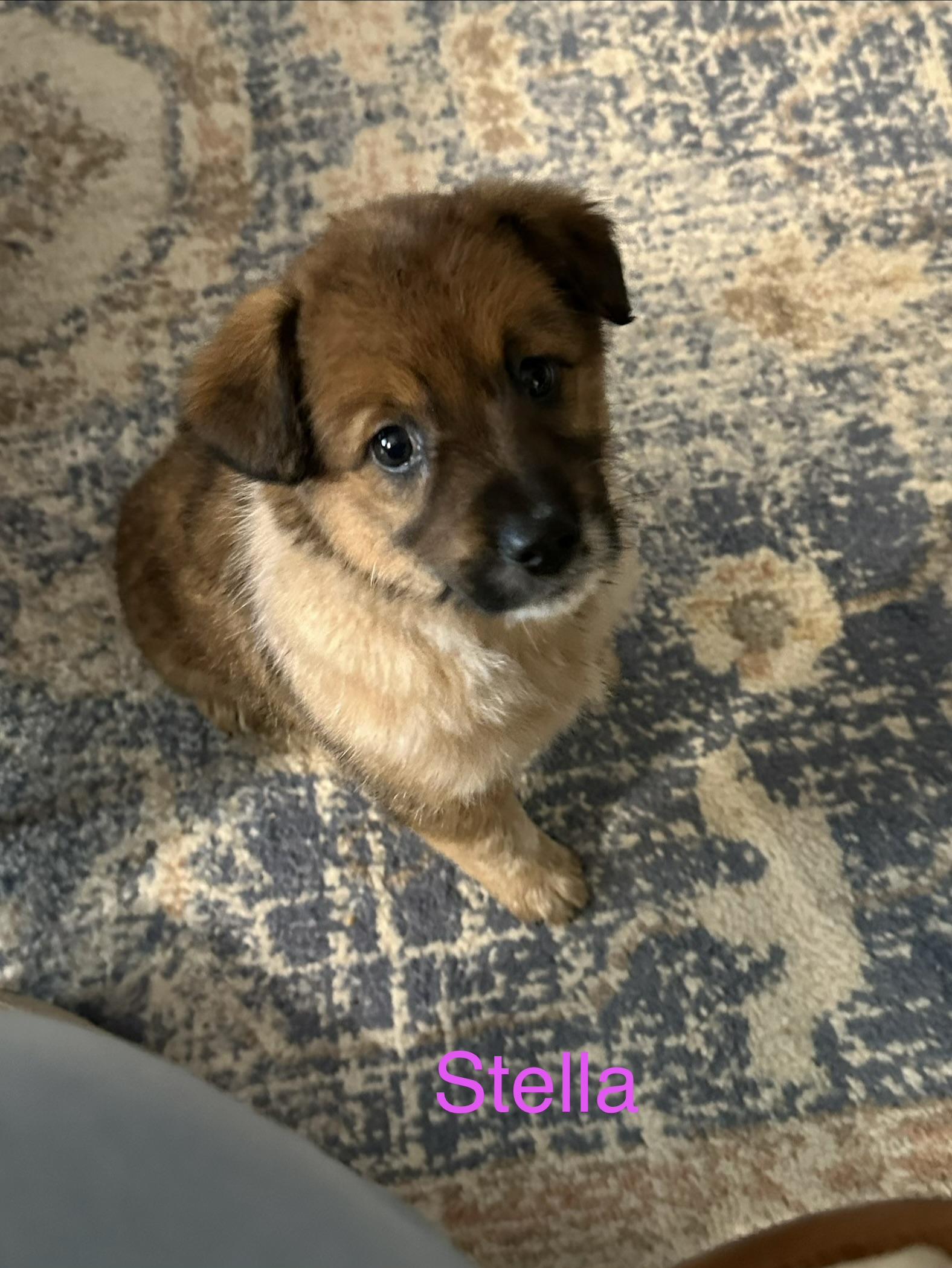 Enlarge Stella, a ADOPTABLE mixed breed in Wellsville, OH image 2/2