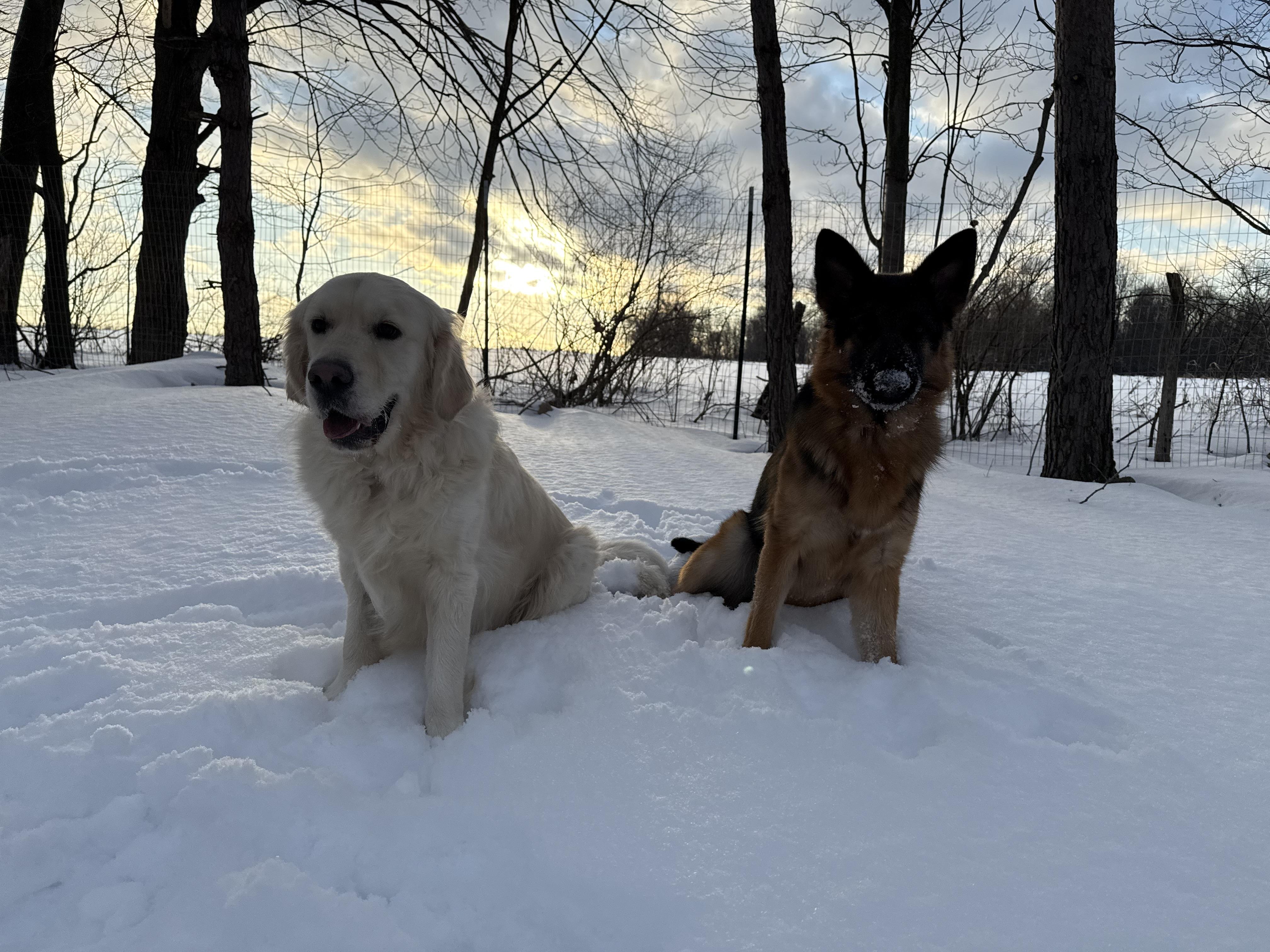 Enlarge Kira, a Adoptable German Shepherd Dog in Mantua, OH image 4/6