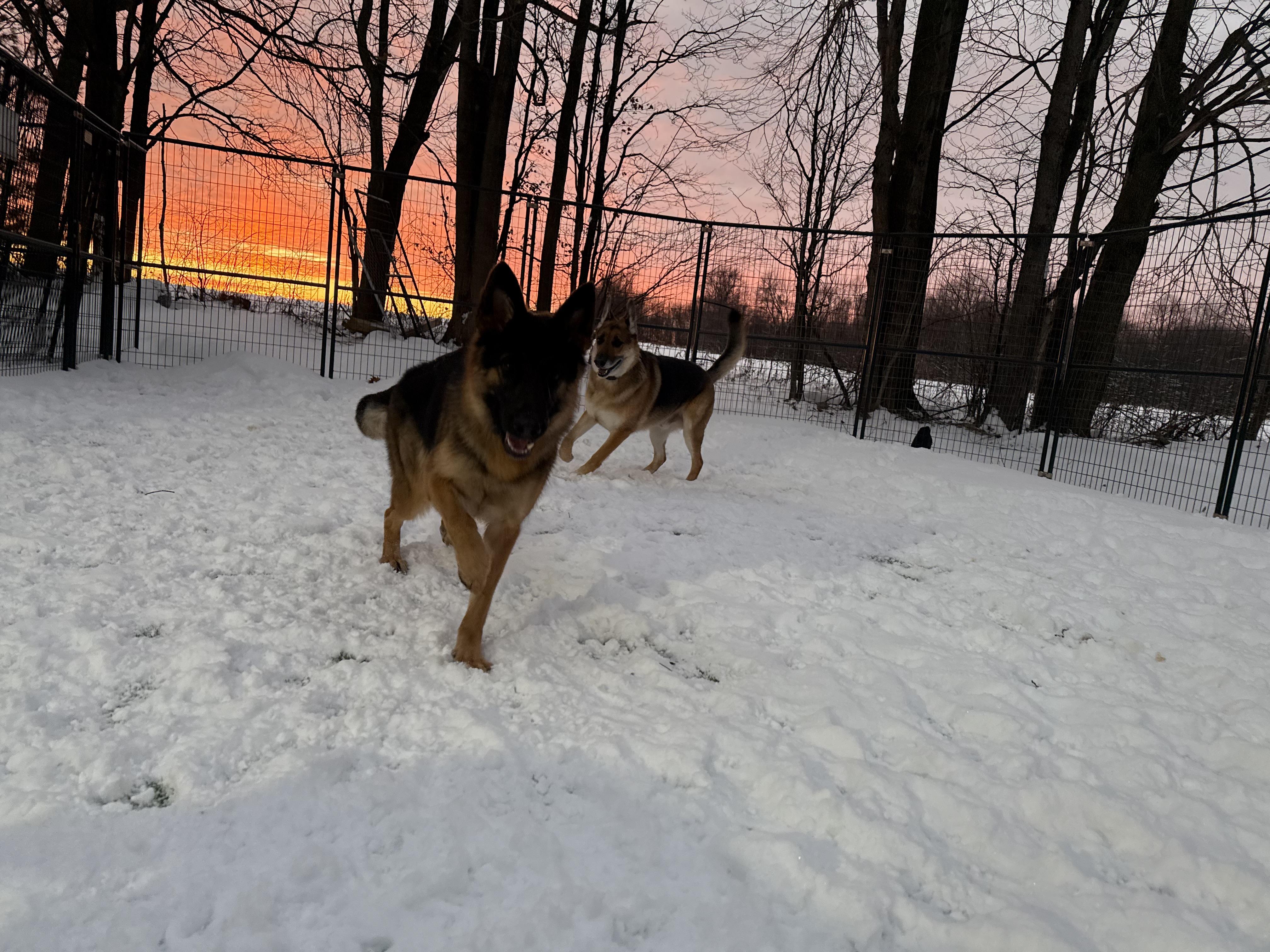 Enlarge Kira, a Adoptable German Shepherd Dog in Mantua, OH image 5/6