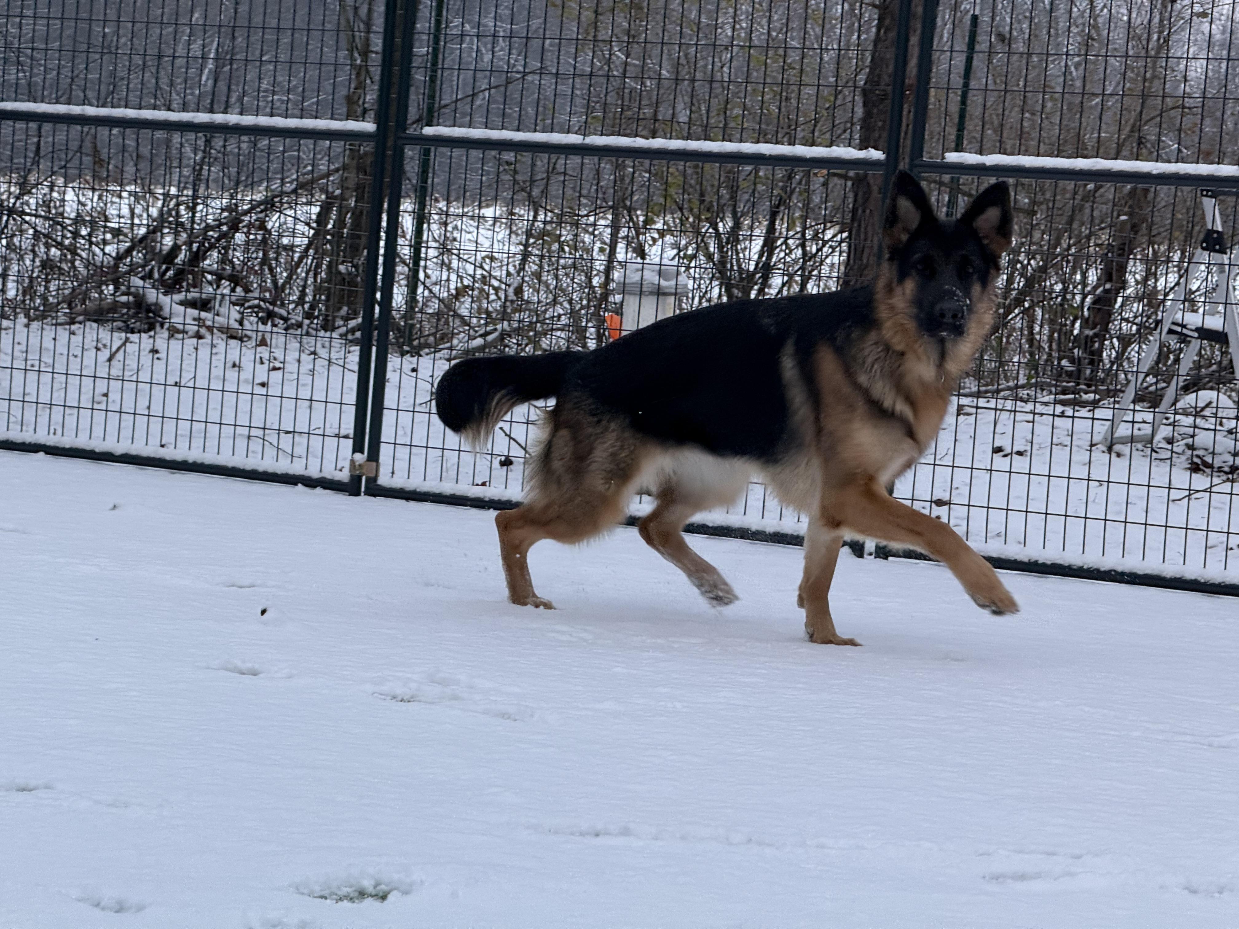Kira, adoptable, Young Female German Shepherd Dog.