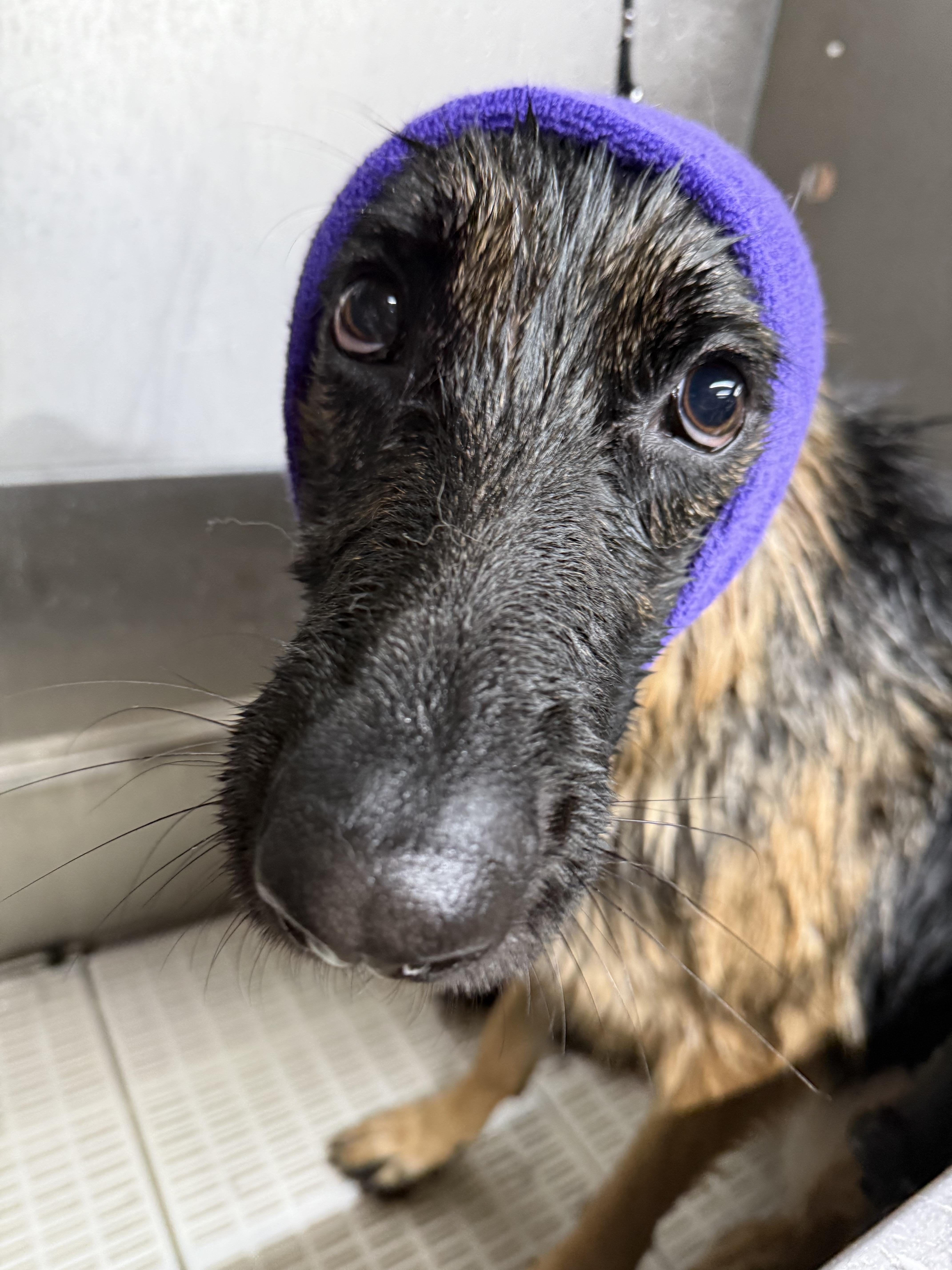 Enlarge Kira, a Adoptable German Shepherd Dog in Mantua, OH image 6/6