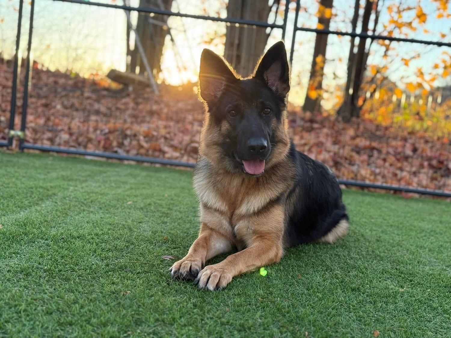 Kira, Adoptable, Young Female German Shepherd Dog.