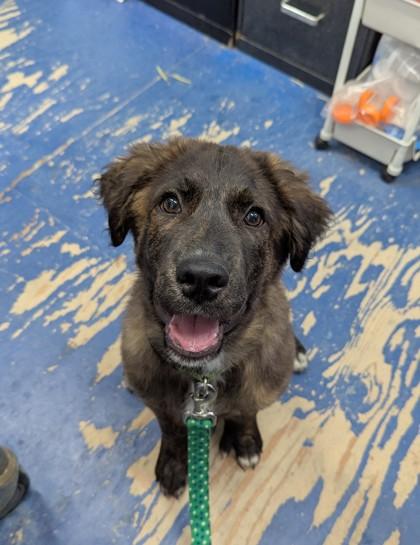 Enlarge Chester, a Adoptable Portuguese Water Dog in Simcoe, ON image 1/3