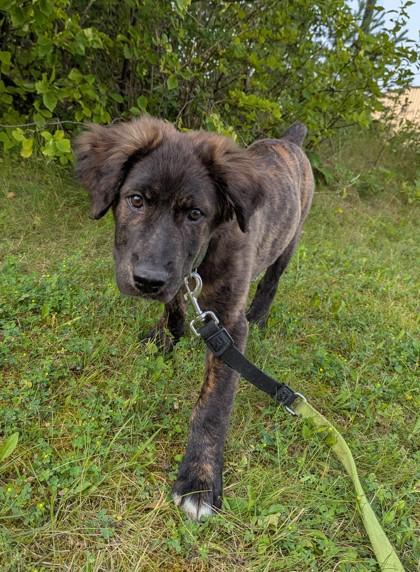 Chester, Adoptable, Young Male Portuguese Water Dog.