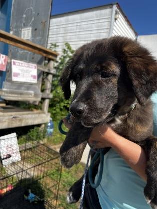 Enlarge Chester, a Adoptable Portuguese Water Dog in Simcoe, ON image 3/3