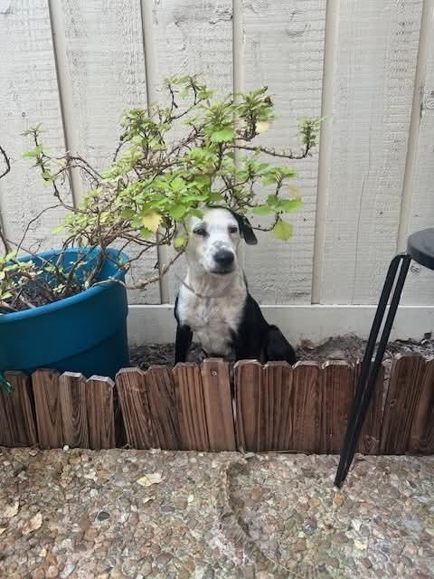Gaby, Adoptable, Adult Female Collie & Labrador Retriever.