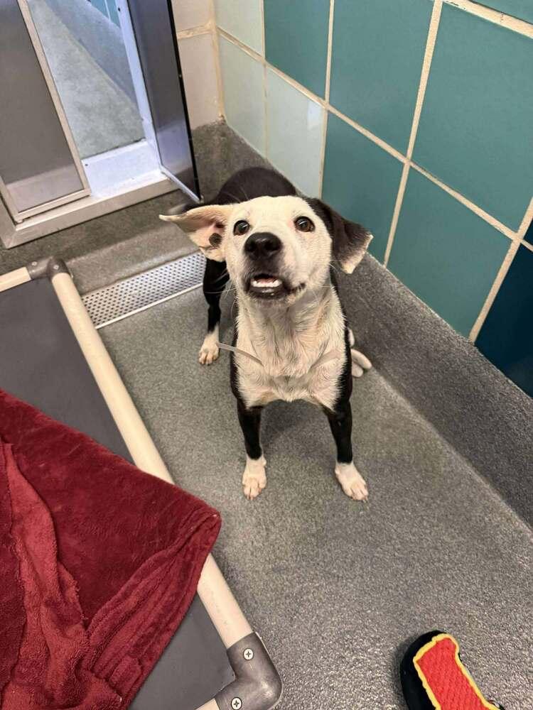 Gaby, a Adoptable mixed breed in Aurora, CO image 2/6