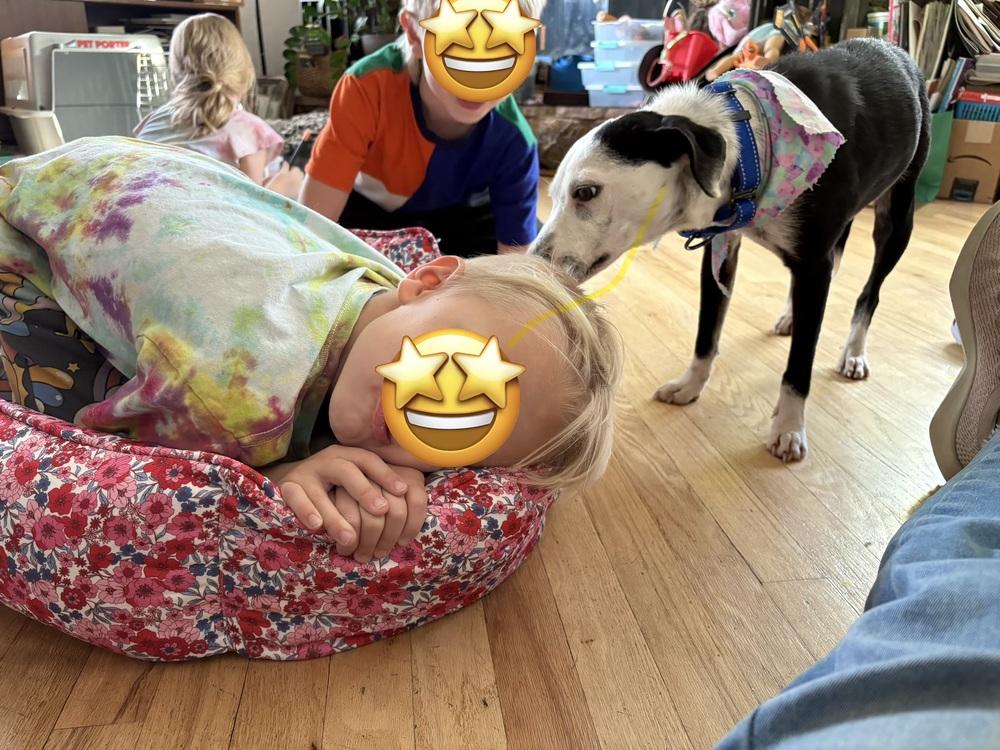 Gaby, a Adoptable mixed breed in Aurora, CO image 3/6