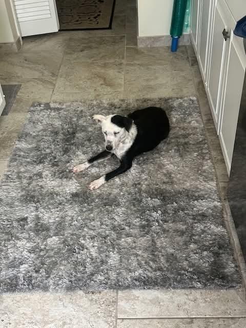 Gaby, a Adoptable mixed breed in Aurora, CO image 4/6