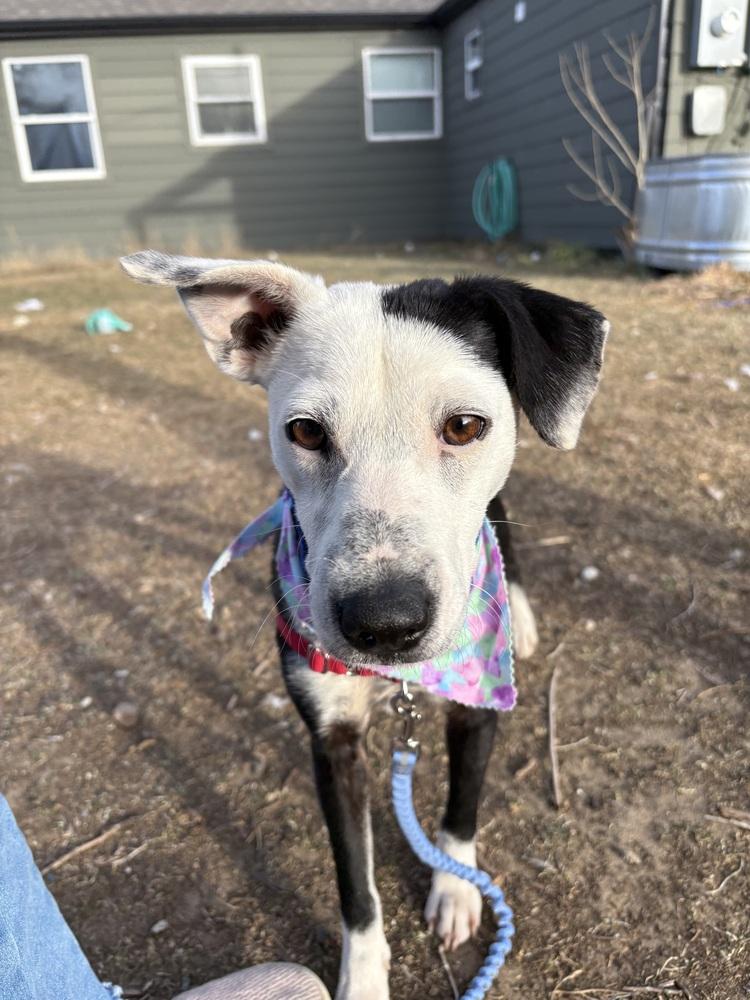 Gaby, a Adoptable mixed breed in Aurora, CO image 5/6