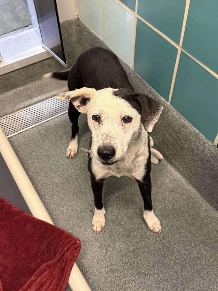 Gaby, a Adoptable mixed breed in Aurora, CO image 6/6