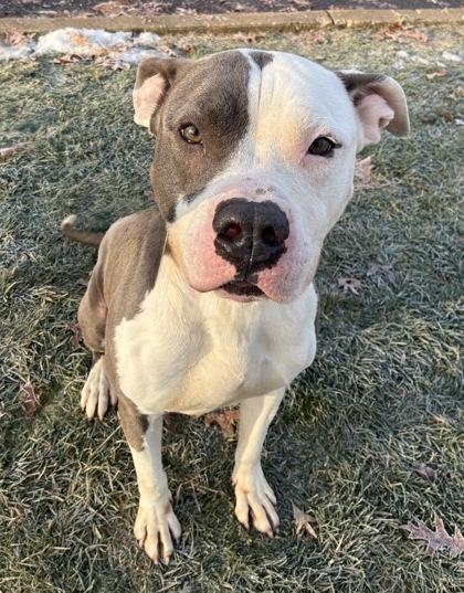 Leo, Adoptable, Adult Male Pit Bull Terrier & Mixed Breed.
