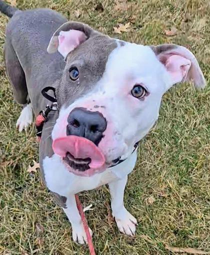 Leo, Adoptable, Adult Male Pit Bull Terrier & Mixed Breed.