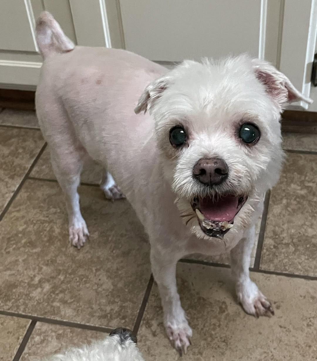 Pearl, Senior Female Shih Tzu