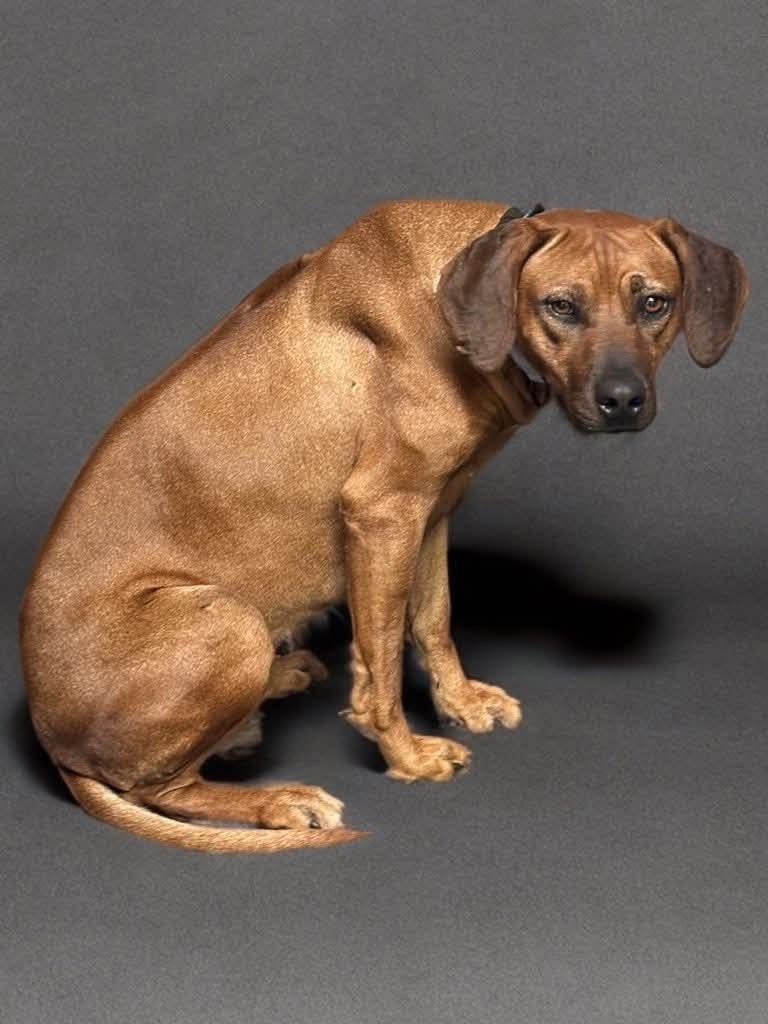 Enlarge Cinnamon, a Adopted mixed breed in Red Oak, TX image 1/1