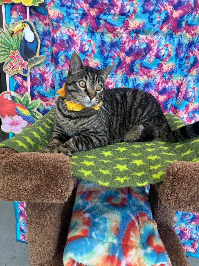 Tootsie Roll, Adoptable, Senior Male Domestic Short Hair.