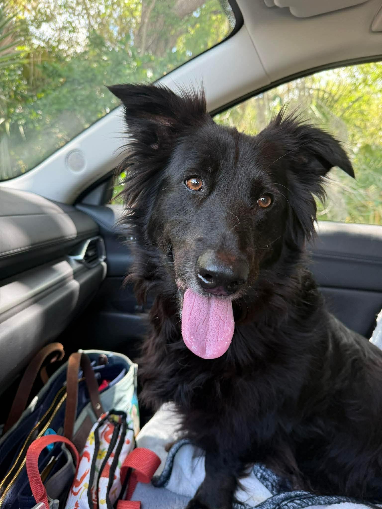 Libby, Adoptable, Adult Female Border Collie & Corgi.