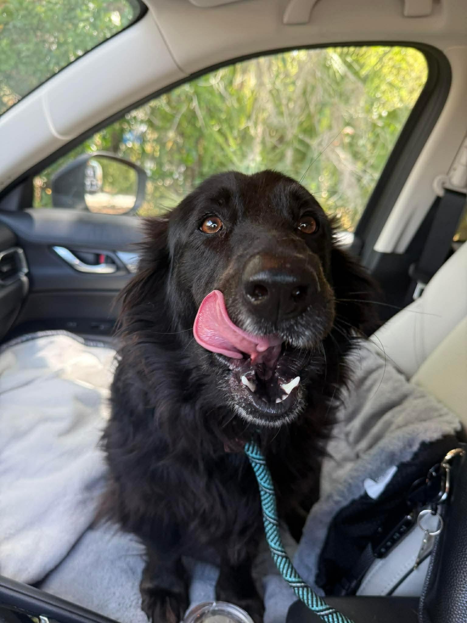 Enlarge Libby, a Adoptable mixed breed in Valrico, FL image 2/3