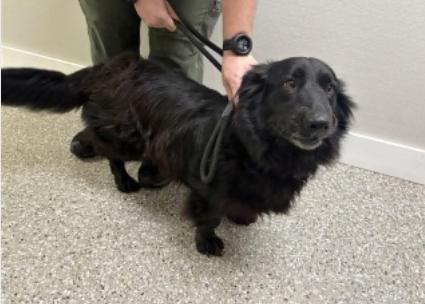 Enlarge Libby, a Adoptable mixed breed in Valrico, FL image 3/3