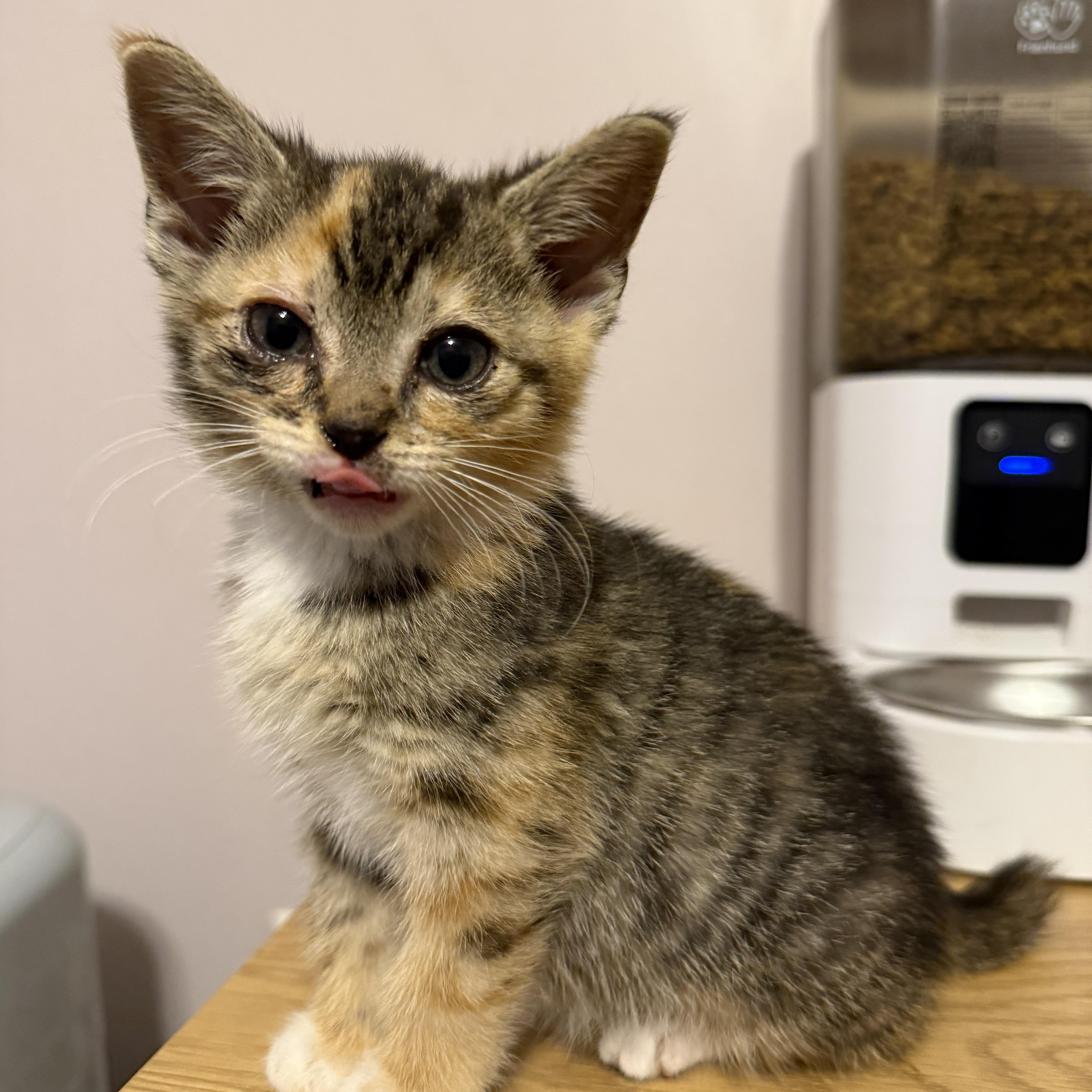 Marilyn, adopted, Kitten Female Domestic Short Hair & American Bobtail.