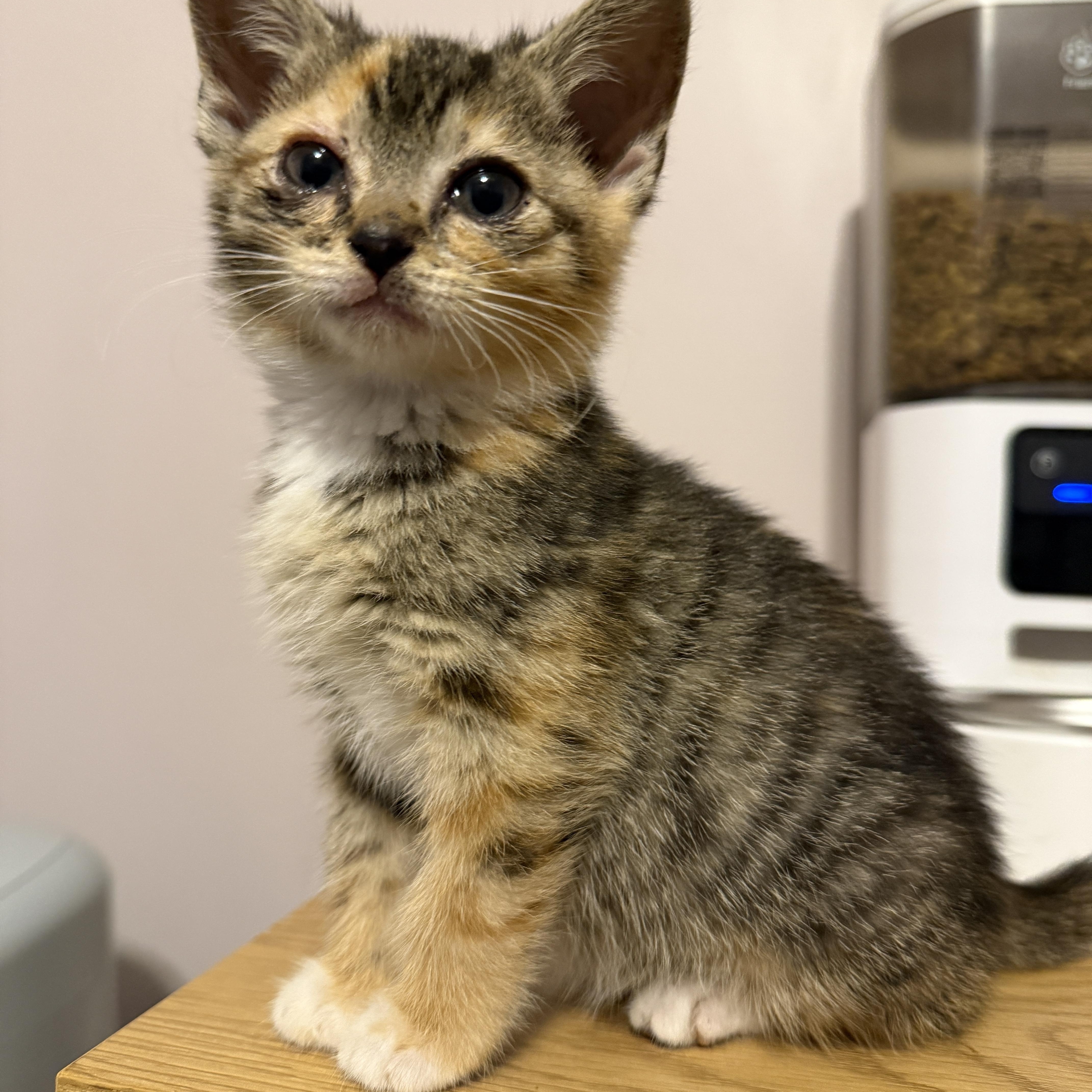 Marilyn, an adopted mixed breed in Bethel , CT image 4/4