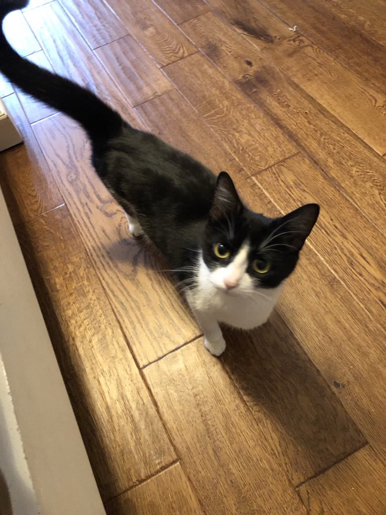 Mave Bonded with Shiloh, a Adoptable Domestic Short Hair in Huntsville, AL image 1/4