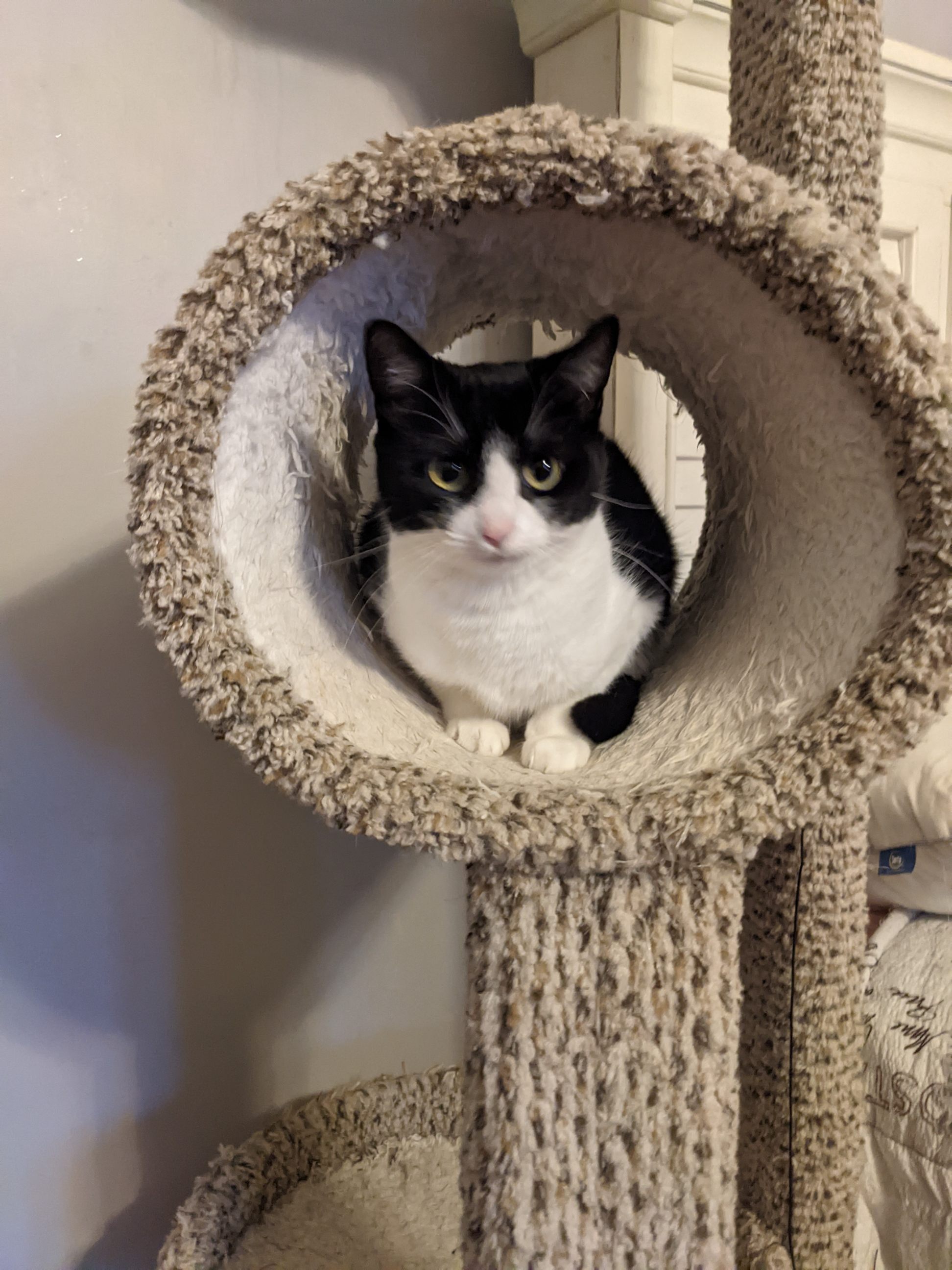 Mave Bonded with Shiloh, a Adoptable Domestic Short Hair in Huntsville, AL image 2/4