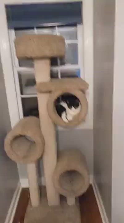 Enlarge Mave Bonded with Shiloh, a Adoptable Domestic Short Hair in Huntsville, AL video 4/4