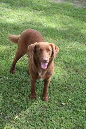 Enlarge Brownie, a Adoptable mixed breed in Port Allen, LA image 1/3