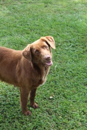 Enlarge Brownie, a Adoptable mixed breed in Port Allen, LA image 2/3