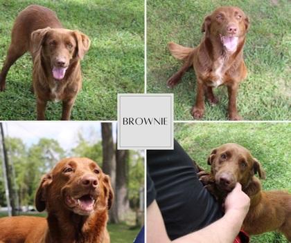 Enlarge Brownie, a Adoptable mixed breed in Port Allen, LA image 3/3