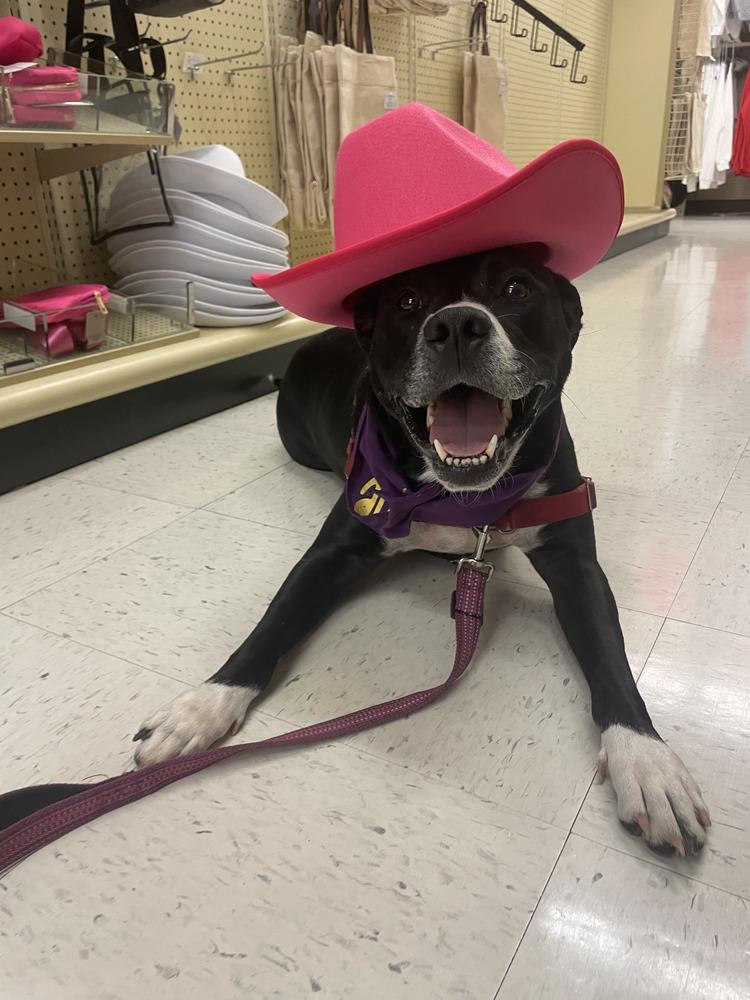 Aspen, Adoptable, Adult Male Mixed Breed.