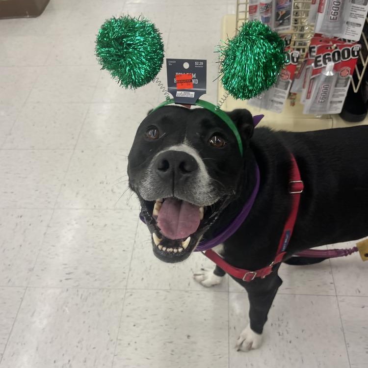 Enlarge Aspen, a Adoptable mixed breed in Saint Augustine, FL image 2/6