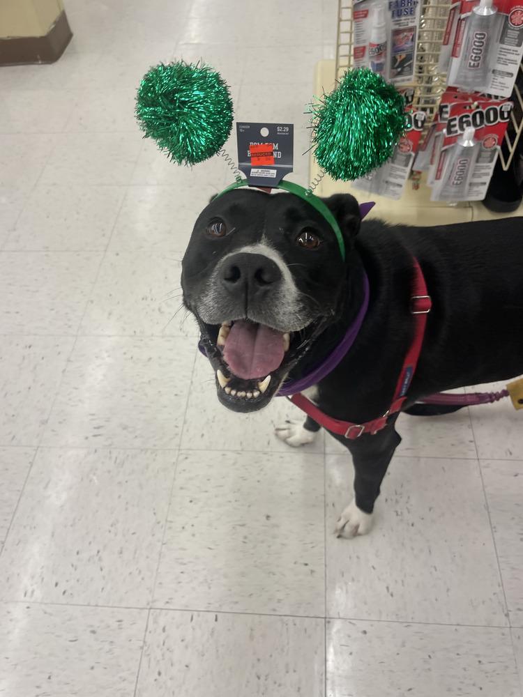 Aspen, a Adoptable mixed breed in Saint Augustine, FL image 2/6