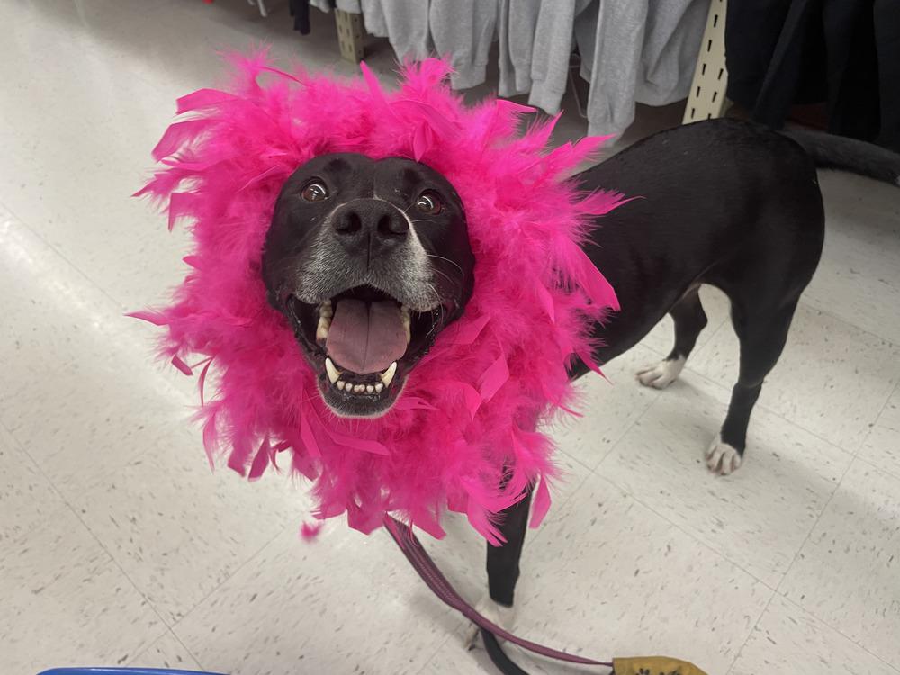 Aspen, a Adoptable mixed breed in Saint Augustine, FL image 3/6