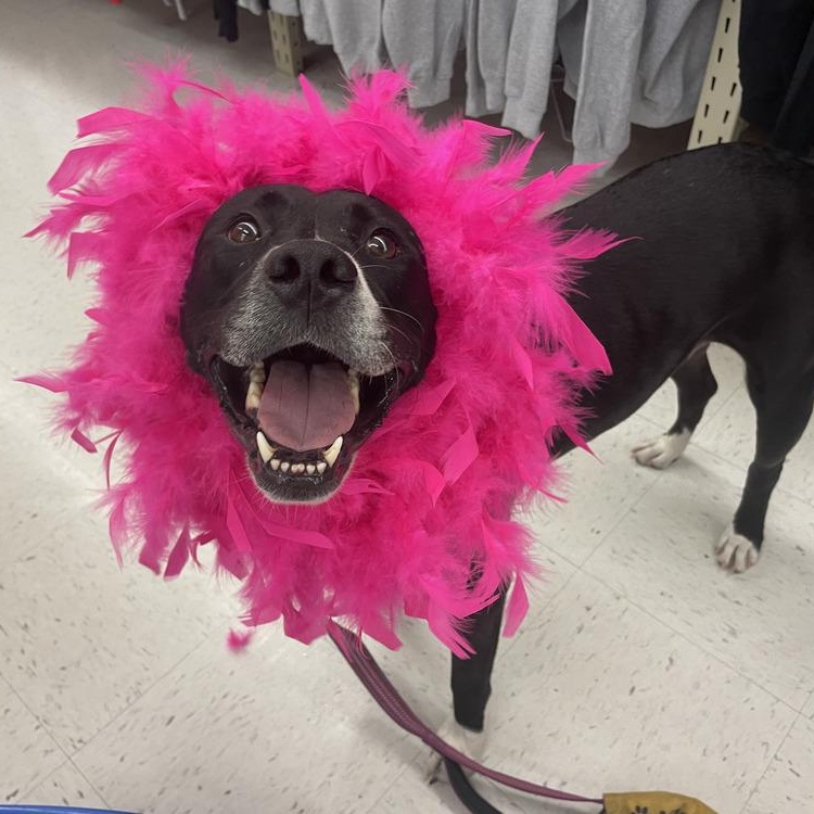 Enlarge Aspen, a Adoptable mixed breed in Saint Augustine, FL image 4/6
