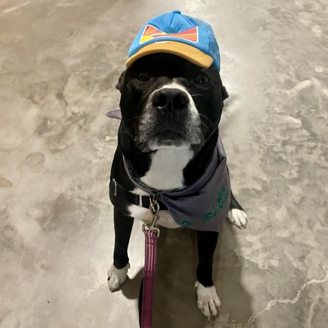 Enlarge Aspen, a Adoptable mixed breed in Saint Augustine, FL image 5/6