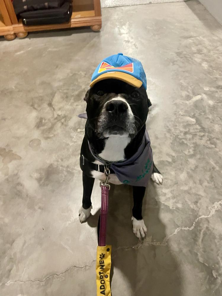 Aspen, a Adoptable mixed breed in Saint Augustine, FL image 4/6