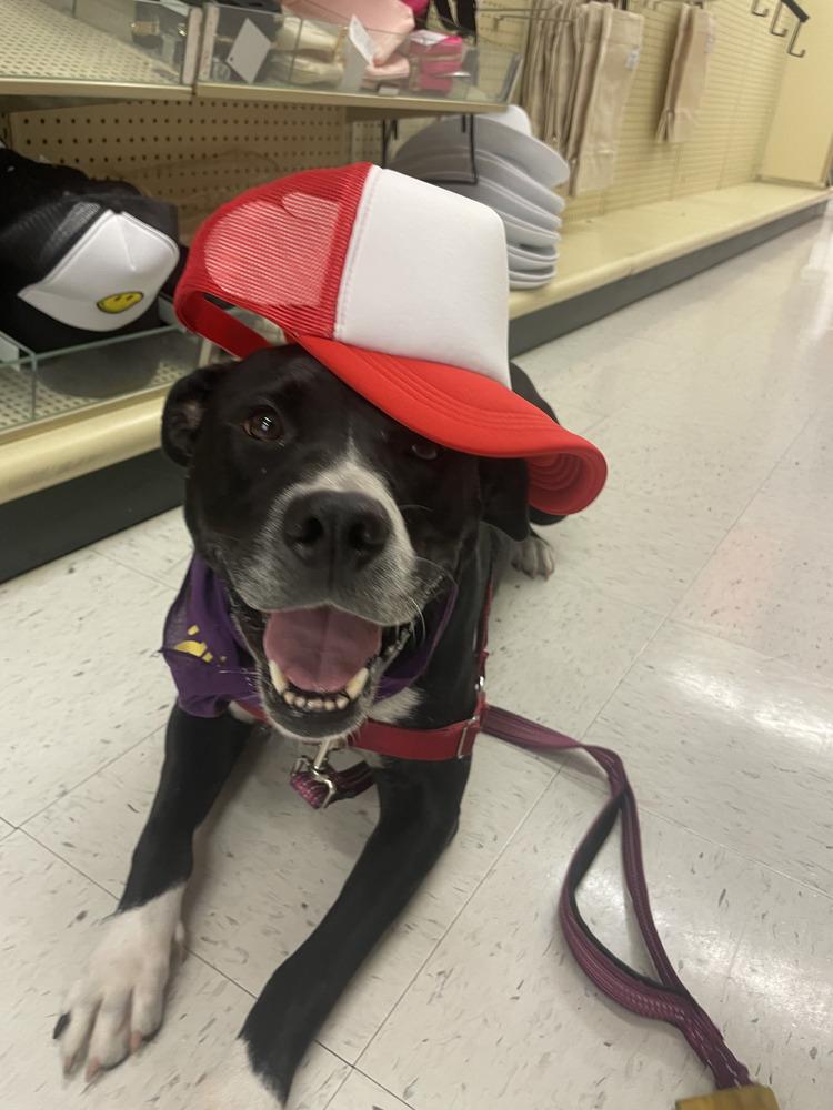 Aspen, a Adoptable mixed breed in Saint Augustine, FL image 5/6