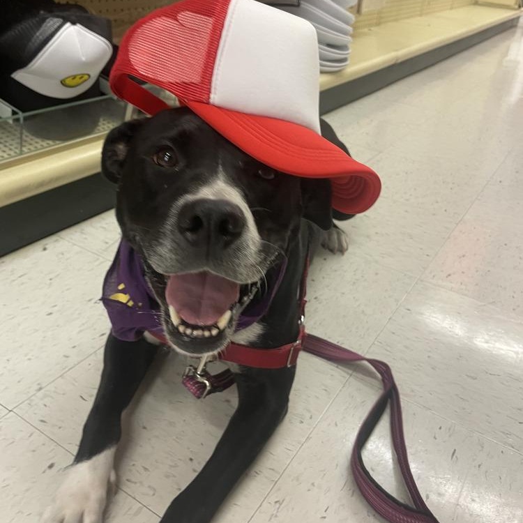 Enlarge Aspen, a Adoptable mixed breed in Saint Augustine, FL image 6/6