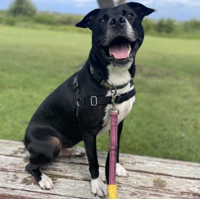 Aspen, Adoptable, Adult Male Mixed Breed.